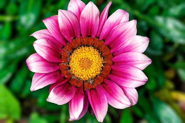 Closeup de flor roxa em uma planta