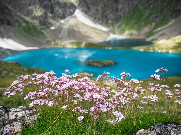 Closeup de flores alpinas no fundo da água do lago azul