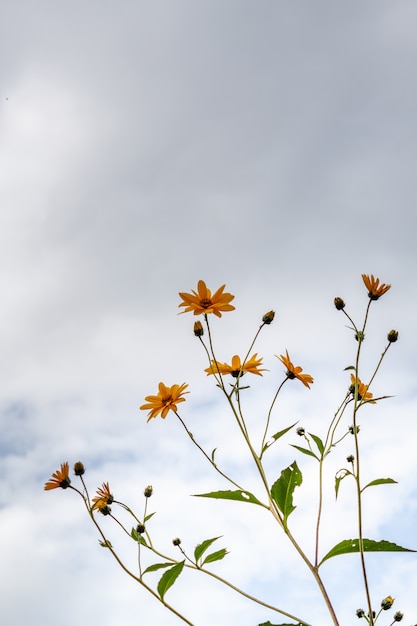 Closeup de flores amarelas em um campo