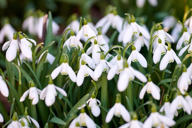 Closeup de flores brancas da primavera natural florescendo em um jardim verde exuberante ou quintal Detalhe de textura e muitas plantas de flocos de neve comuns florescendo em grupos em um jardim paisagístico como flora decorativa