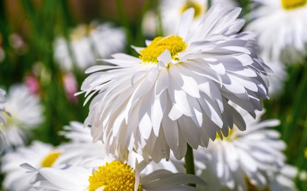 Closeup de flores brancas de verão Margaridas Foco suave