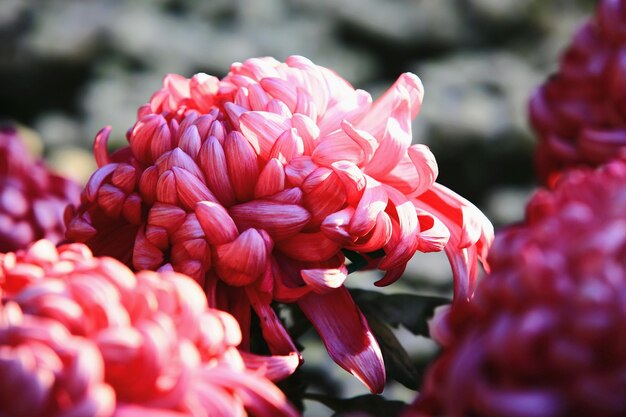 closeup de flores coloridas de crisântemo