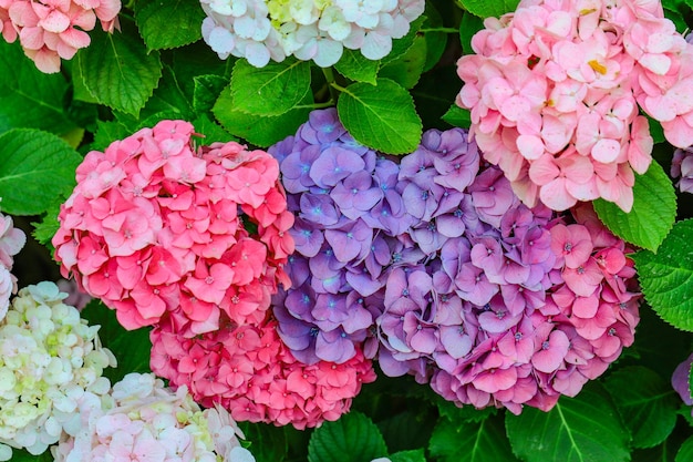 Closeup de flores coloridas de hortênsia