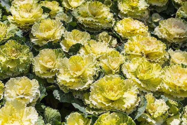 Closeup de flores como couve-flor em um canteiro de flores