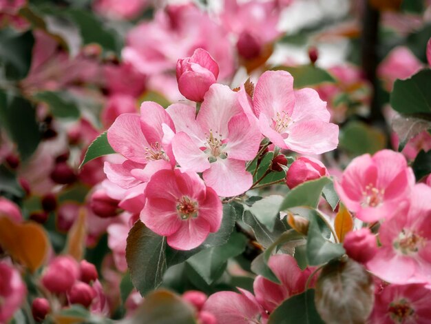 Closeup de flores cor de rosa Fundos florais naturais para diferentes fins Conceito de alergias durante a floração Beleza da primavera