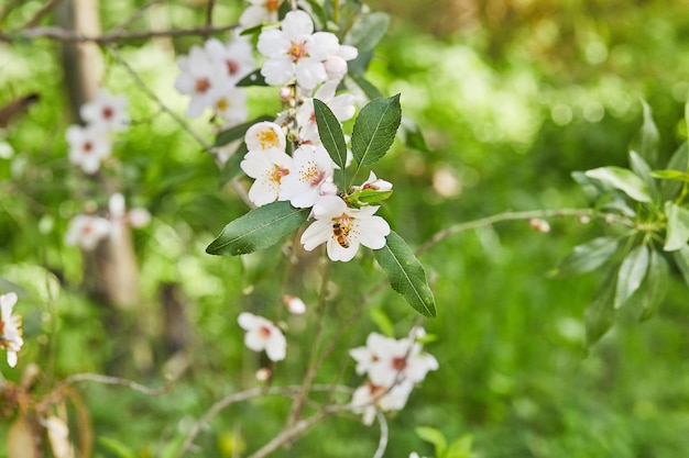 Closeup de flores de amêndoa Ramos floridos de uma amendoeira em um pomar A abelha coleta néctar e poliniza árvores floridas Início da primavera