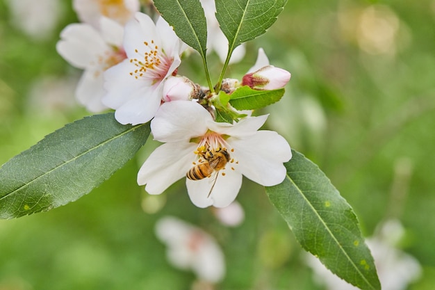 Closeup de flores de amêndoa ramos floridos de uma amendoeira em um pomar a abelha coleta néctar e poliniza árvores floridas início da primavera