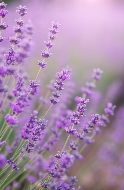 Closeup de flores de lavanda.