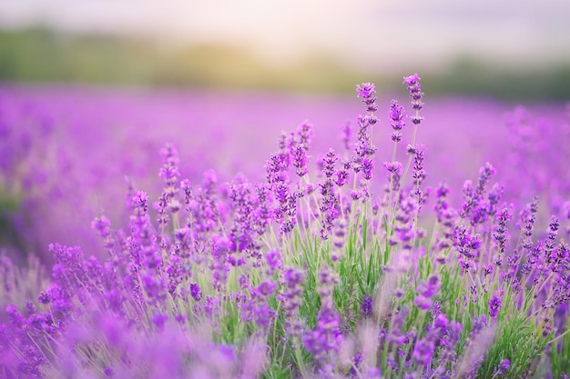 Closeup de flores de lavanda.