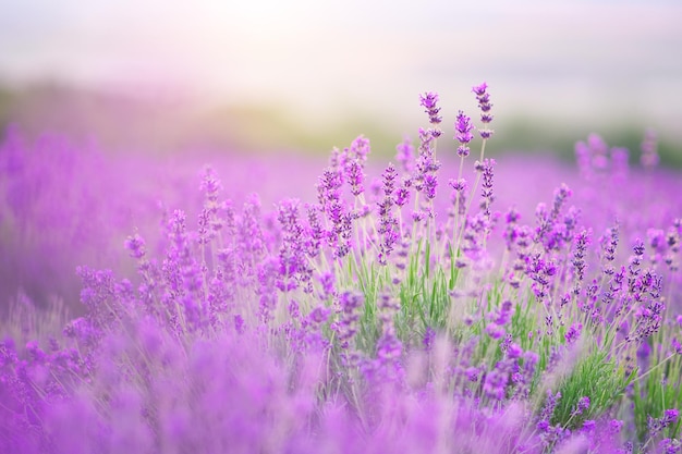 Closeup de flores de lavanda.