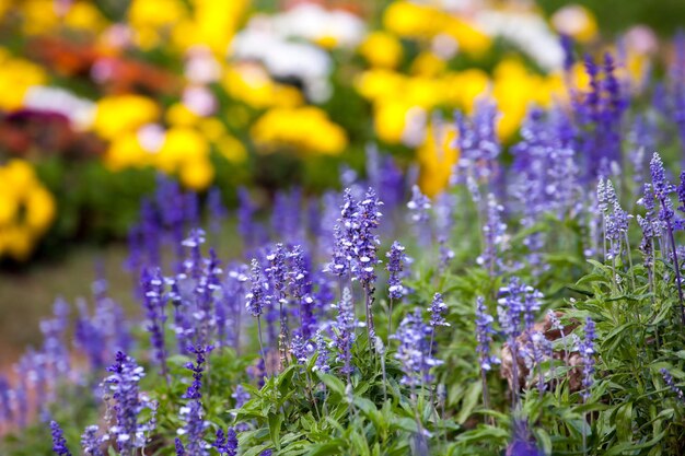 Closeup de flores de lavanda.