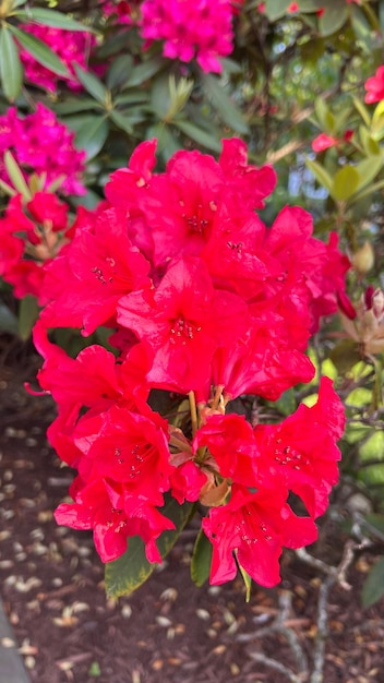 Closeup de flores de rododendro vermelho