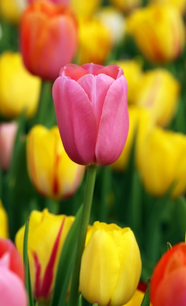 Closeup de flores de tulipa desabrochando ao ar livre