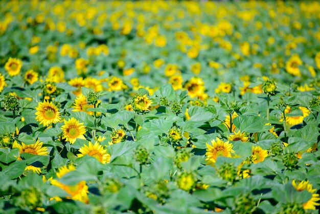 Closeup de flores do sol