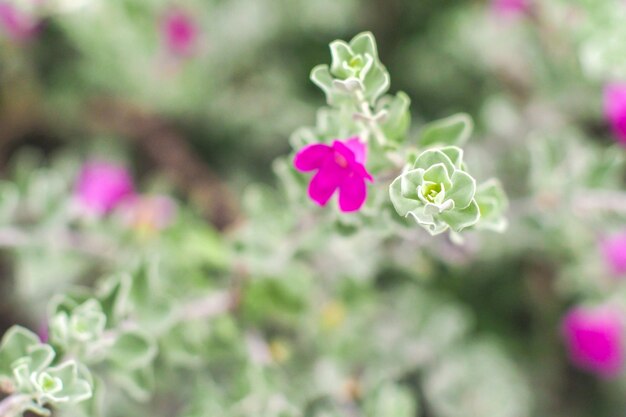Closeup de flores em um Blossom Purple Sage Texas Ranger Silverlea