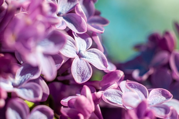 Closeup de flores lilás com um fundo desfocado