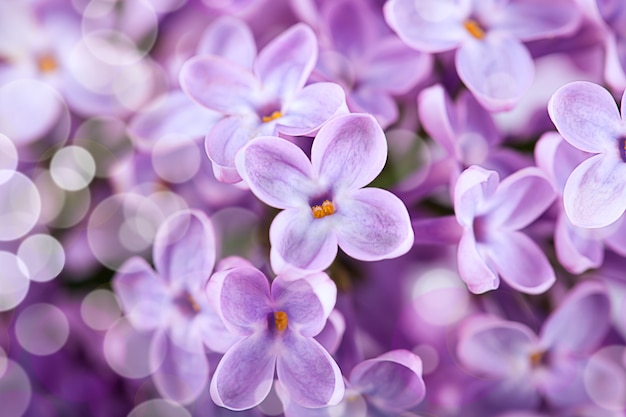 Closeup de flores lilás