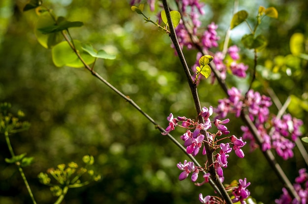 Closeup de flores rosa redbud