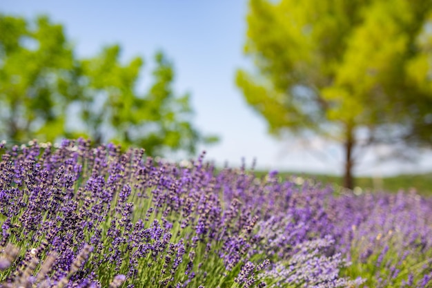 Closeup de flores roxas de lavanda. Campo de dia ensolarado de lavanda, arbustos de lavanda em linhas, roxo