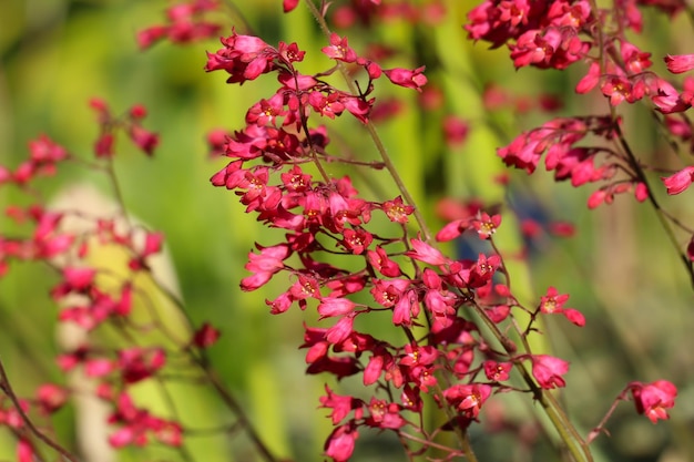 closeup de flores vermelhas de sangue heohera em um jardim botânico