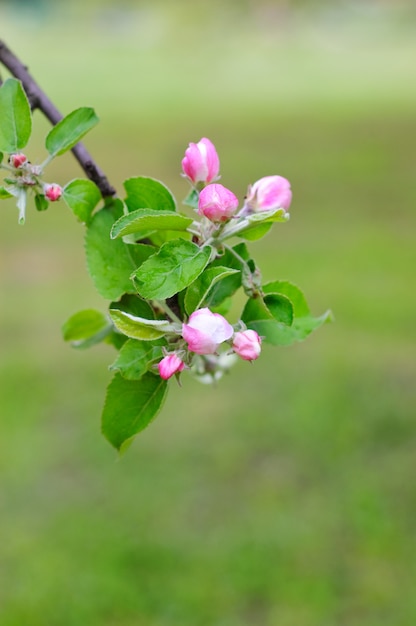 Closeup, de, florescendo, ramo árvore maçã