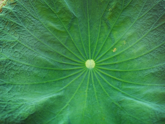 Closeup de folha de lótus verde