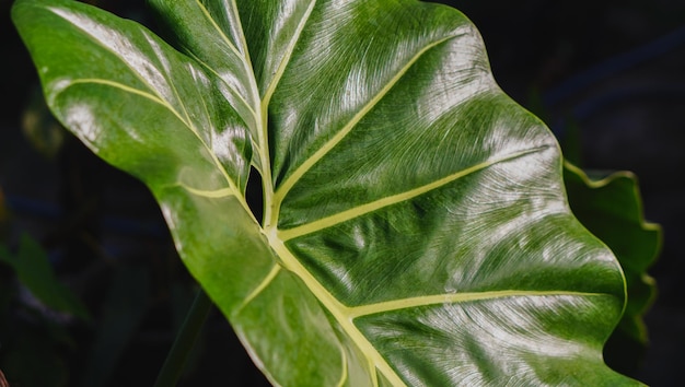 Closeup de folha máxima de Philodendron com fundo desfocado