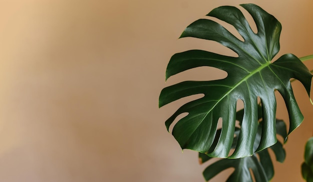 Foto closeup de folha monstera em um fundo marrom