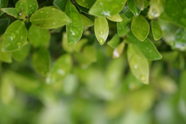 Closeup de folha verde com fundo desfocado