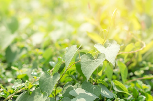 Closeup, de, folha verde, em, jardim