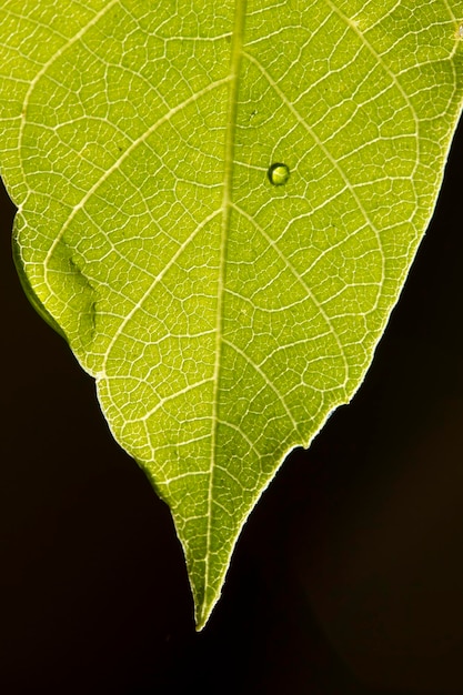 Closeup de folha verde Fundo da natureza