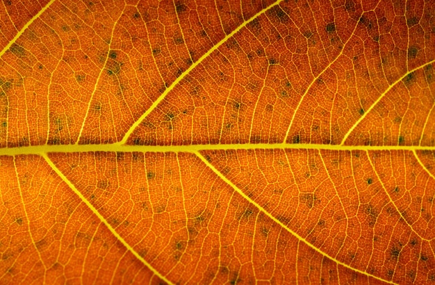 Closeup de folhas de laranja para fundo Textura de uma folha seca como fundo