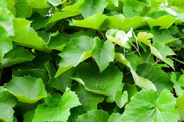 Closeup de folhas de videira. Fundo natural