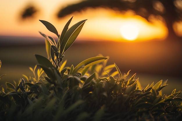 Closeup de folhas frescas de chá verde em uma plantação ao pôr do sol Generative AI
