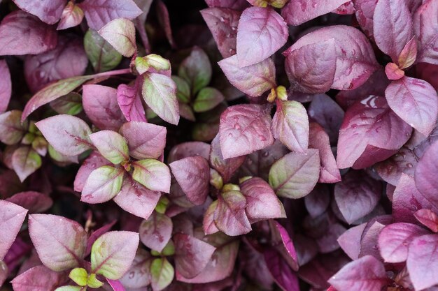 Closeup de folhas frescas vermelhas de Alternanthera Josephs fundo