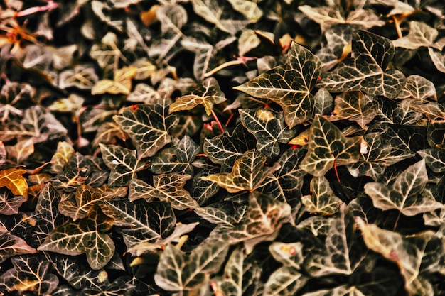 Closeup de folhas secas no campo