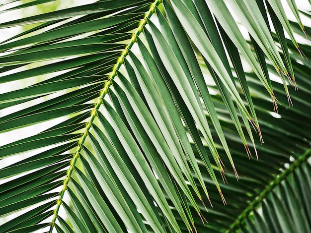 Closeup de folhas verdes de palmeira fundo tropical