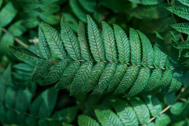 Closeup de folhas verdes frescas de samambaia ao ar livre