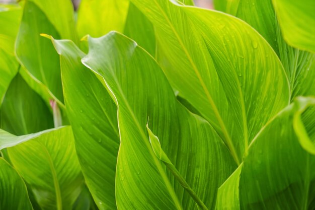 closeup de folhas verdes frescas