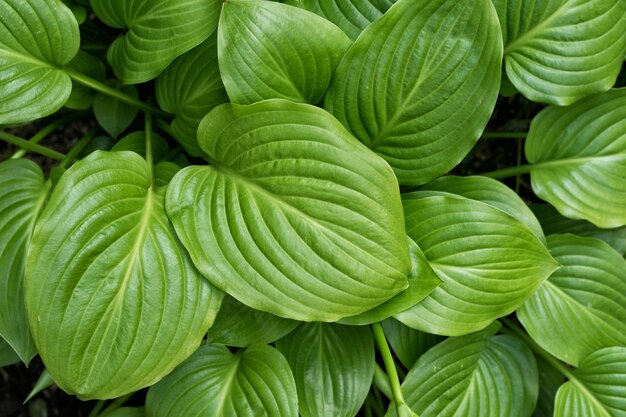 Closeup de folhas verdes grandes. Jardim da vida selvagem. Vista do topo