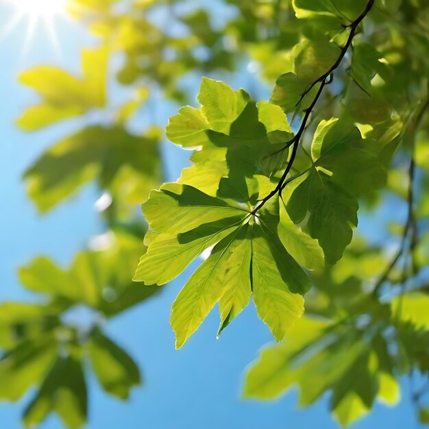 Foto closeup de folhas verdes no céu azul no verão ai