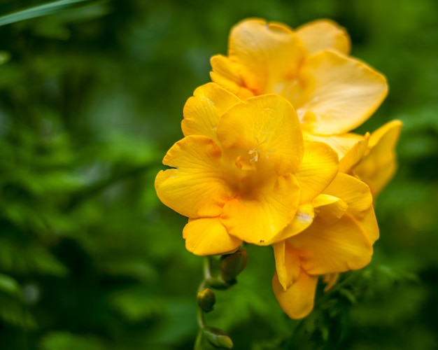 Closeup de frésia amarela em um jardim | Foto Premium