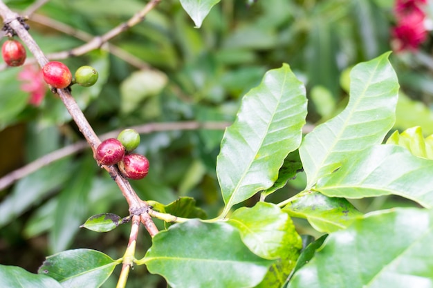 Closeup, de, fruta café, em, árvore café