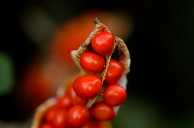 Closeup de frutas vermelhas na planta