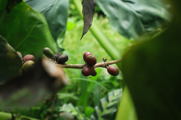 Closeup de frutos de café na fazenda de café e plantações em Java, Indonésia