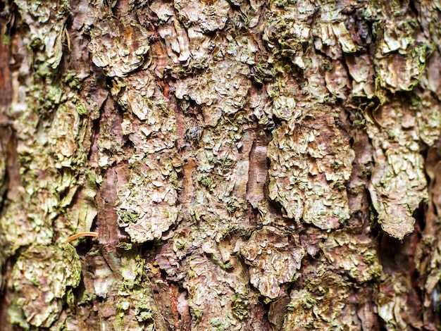Closeup de fundo de casca de pinheiro