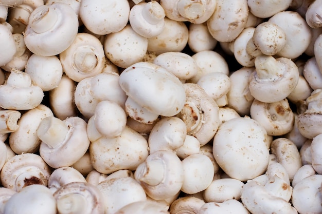 Closeup de fundo de champignon Agaricus bisporus