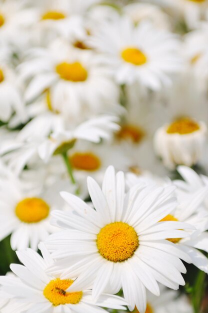 Foto closeup de fundo de flor margarida