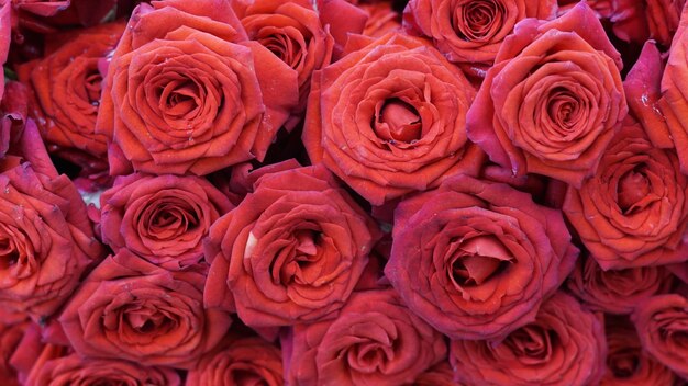 Closeup de fundo de rosas vermelhas Textura natural de amor