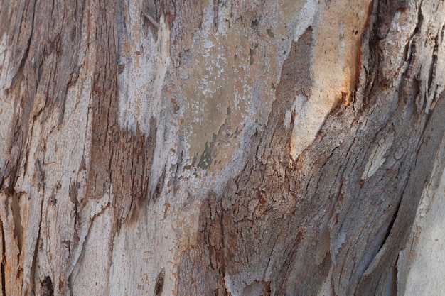 Closeup de fundo de tronco de árvore de madeira marrom natural